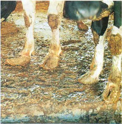 Deforme olmu? t?rnaklar